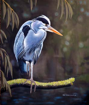 Grey Heron